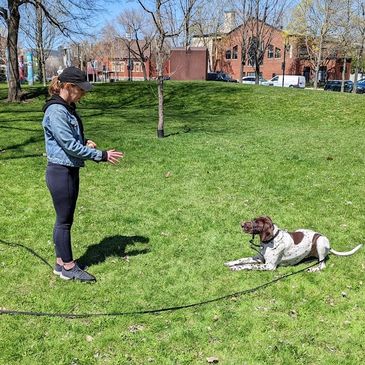 Cours d'obéissance chien