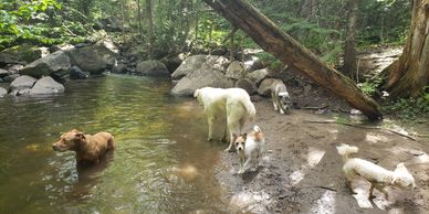 Garderie éducative et pension pour chien