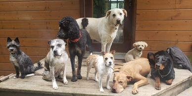 Pension dressage pour chien