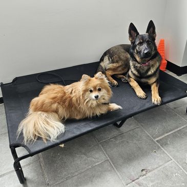Chiens en pension dressage