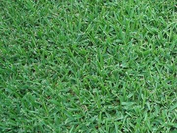 Zoysia japonica, mucize çim zoysia, ince yapraklı zoysia, gölge rulo çim, gölgede yetişen çim