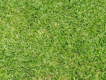 Paspalum notatum, parlak yalancıdarı, paspalyum, paspalum hazır çim, paspalum rulo çim