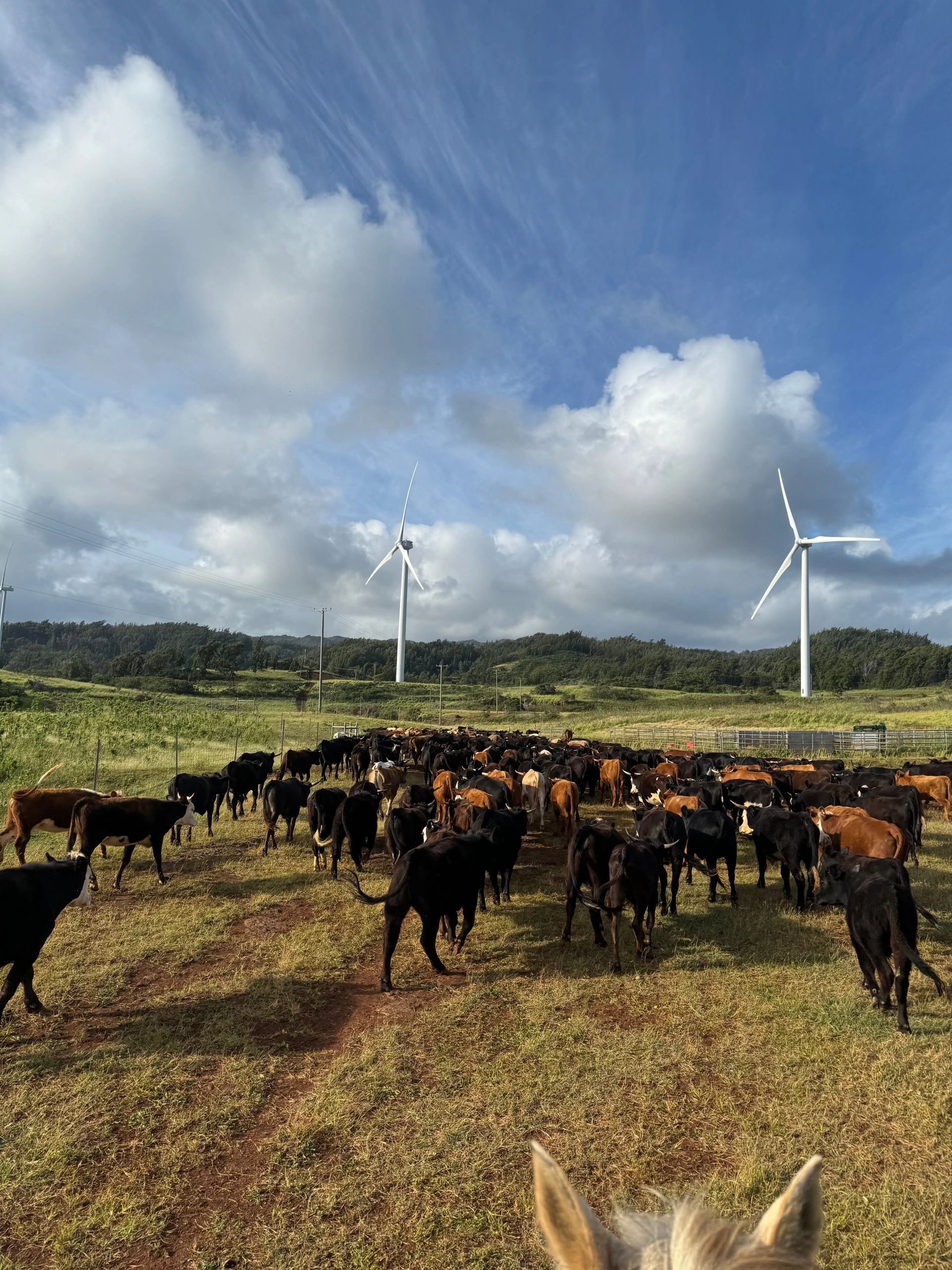 North Shore Livestock Co. photo 1 in Kahuku