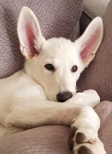 A White German Shepherd puppy