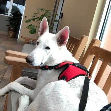 Resting White German Shepherd wearing a red harness