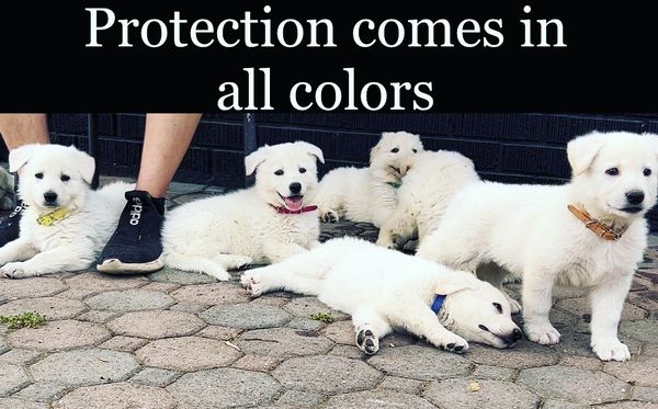 White puppies with colorful collars symbolizing protection in diversity.