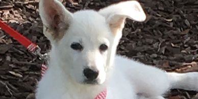 White German Shepherd puppy resting under a tree