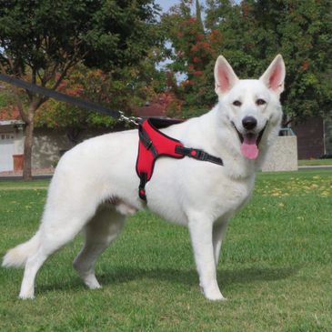 A White German Shepherd wearing a harness with a leash