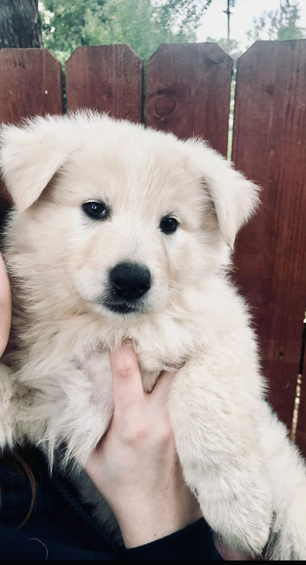 White swiss shepherd dog puppy hi-res stock photography and images - Page 2  - Alamy, image size:1284x2365