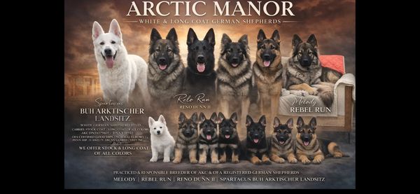 A lineup of white and long coat German Shepherds from Arctic Manor.