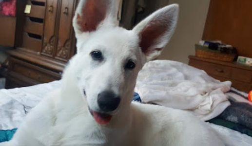 A White German Shepherd on bed