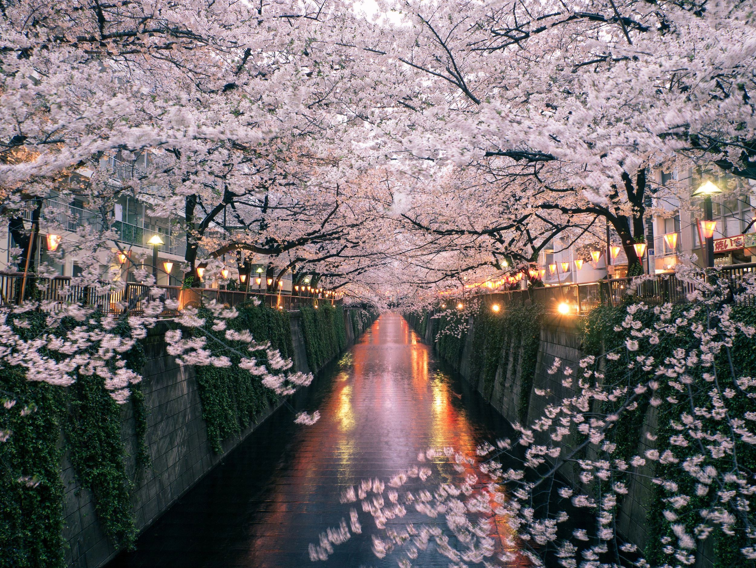 Cherry blossoms arch over a narrow canal at dusk, with pink petals reflected in the water.