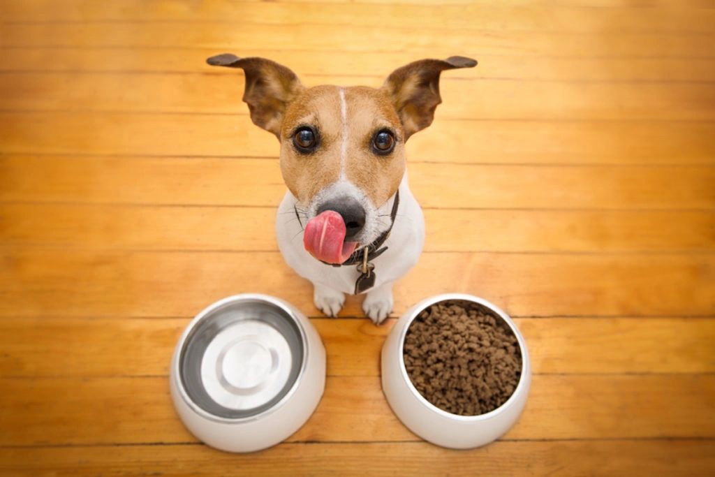 enlarged heart grain free dog food
