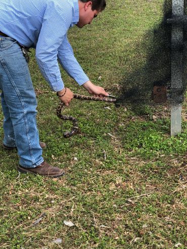 Removing a rat snake from bird netting installed at the base of a Purple Martin house