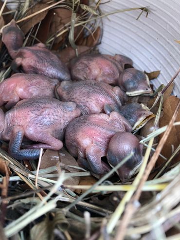 Baby Purple Martins getting bigger. You can start to see feathers forming under the skin.