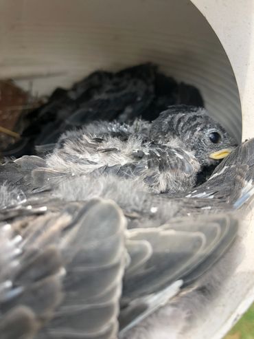 Purple Martin nest check, check for mites, healthy birds, landlord