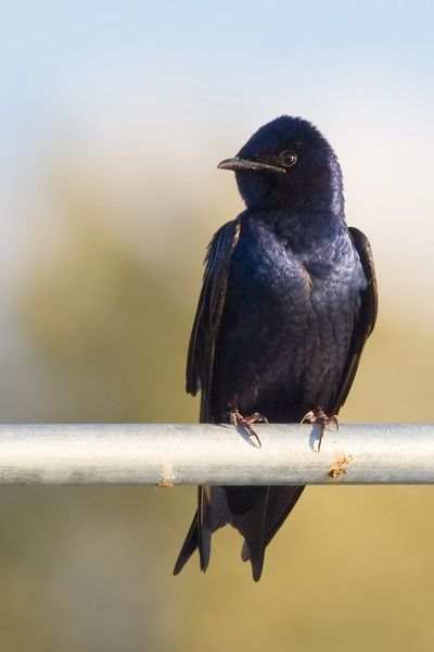 Male Purple Martin perched on a pole.