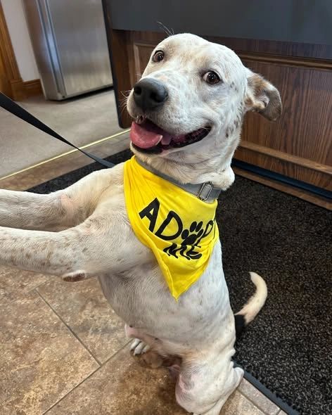 Animal Welfare League gallery image 4