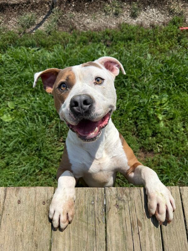 Animal Welfare League gallery image 6