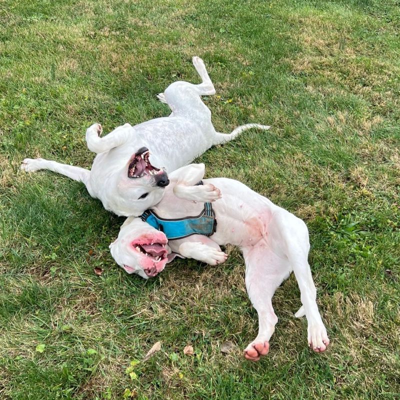 Animal Welfare League gallery image 2