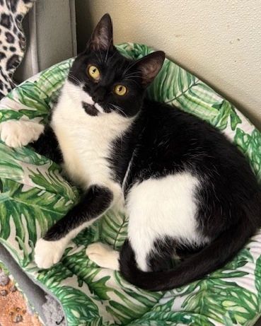 Animal Welfare League gallery image 3