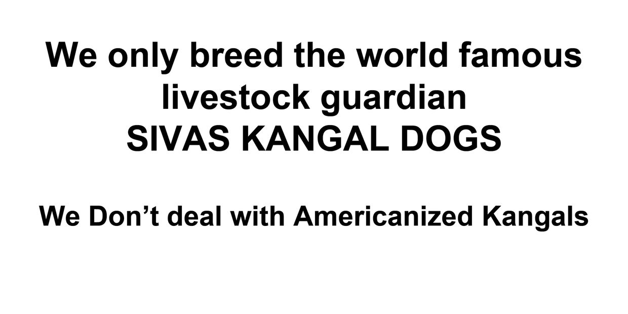 Sivas Kangal Dogs Kangal Puppies for Sale, Kangal Dog, Breeder