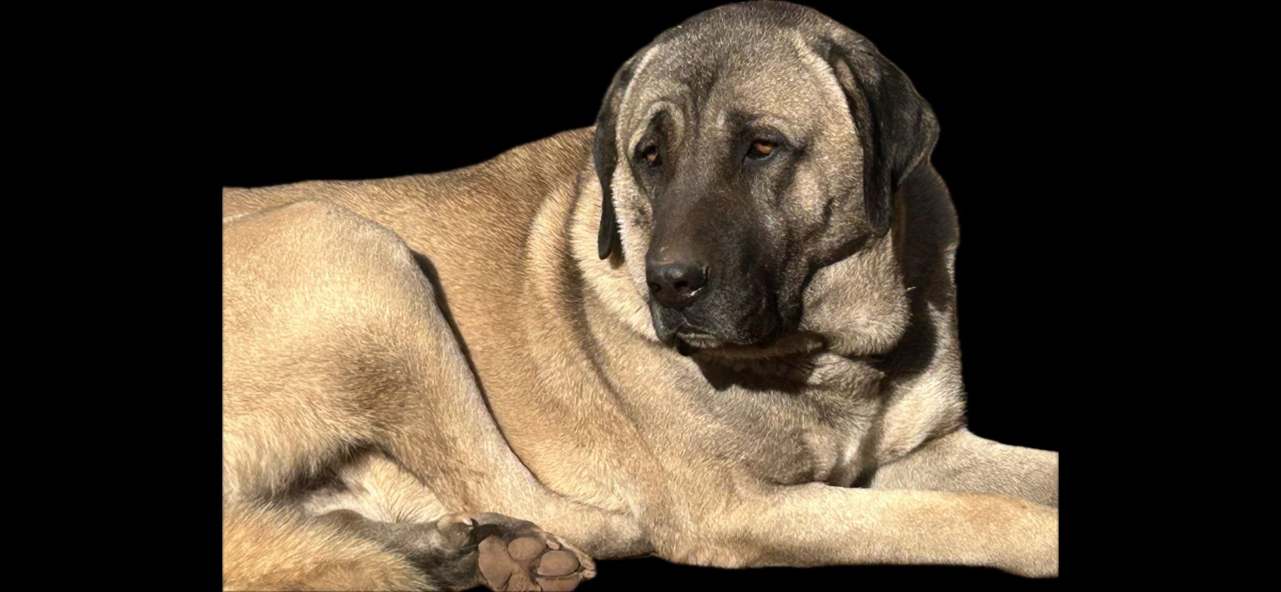 Kangal Puppies for Sale, Purebred Kangal Dog Breeder in USA, image size:2532x1170