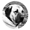 Sivas Kangal dogs 