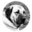 Sivas kangal dogs