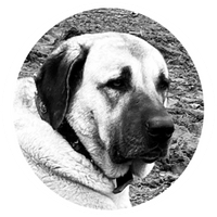 Sivas Kangal dogs 