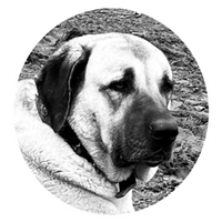 Sivas kangal dogs