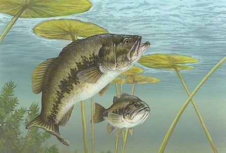 Tips from the Pros for Large Mouth Bass