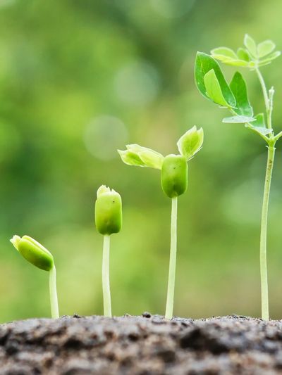 Four stages of a green seedling growing in soil with a blurred green background.