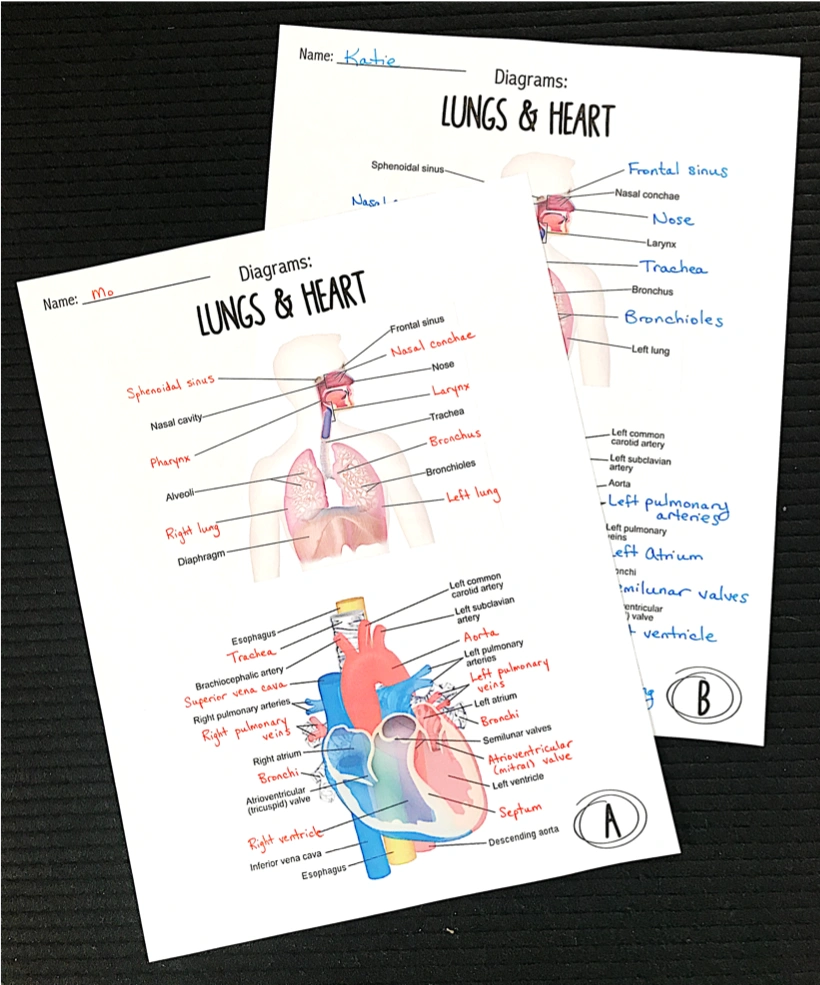 diagrams human body