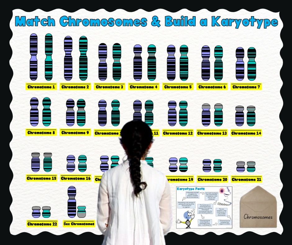 Photo of a student standing at an interactive bulletin board for matching chromosomes and building a karyotype.