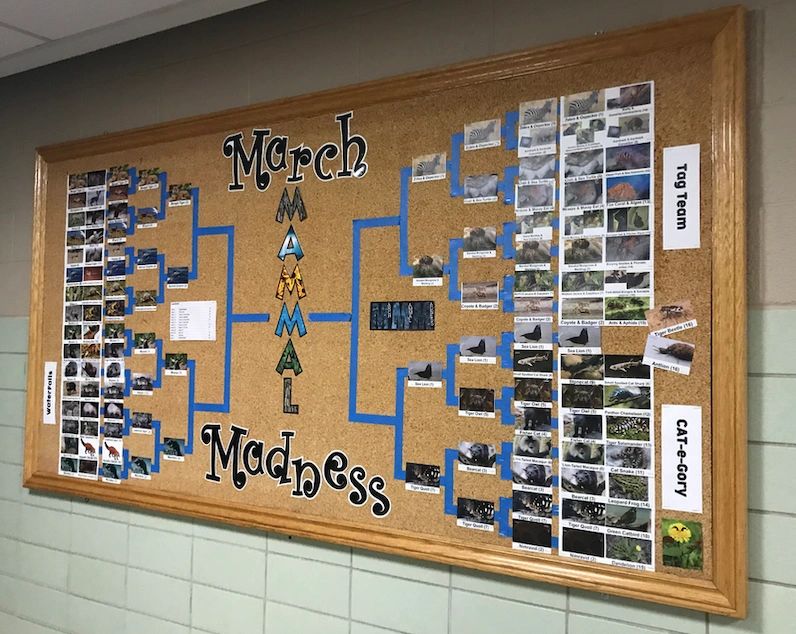Bulletin board titled "March Mammal Madness" showing a large-scale bracket.
