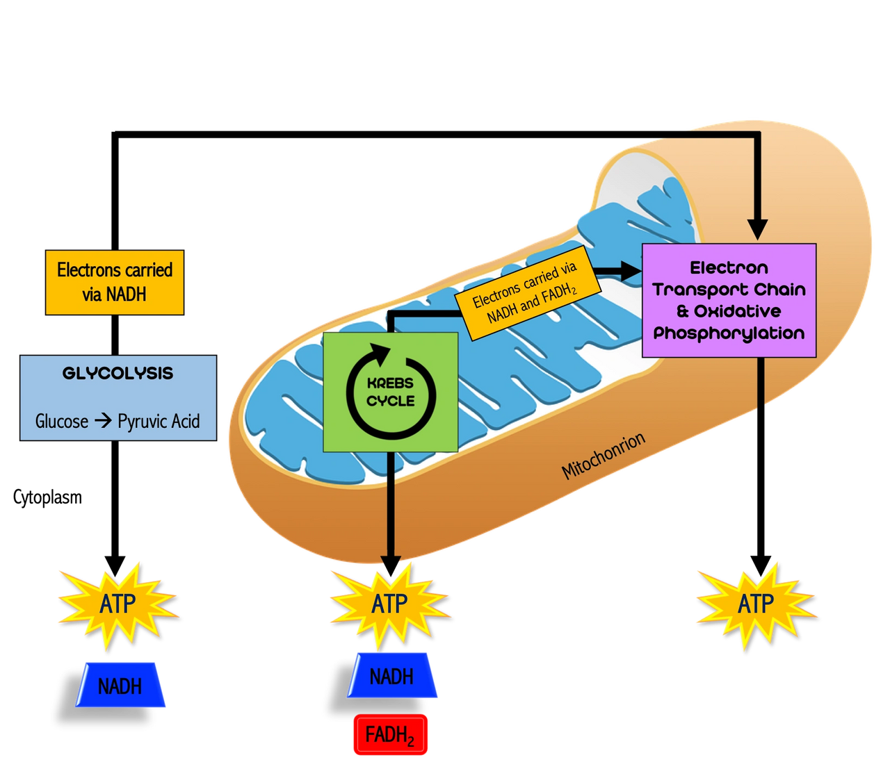 glycolysis, Krebs cycle, electron transport chain