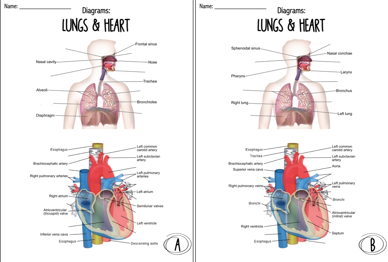 human body diagrams