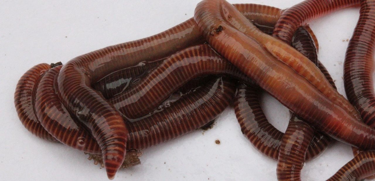 Annelids everywhere are found to slither.