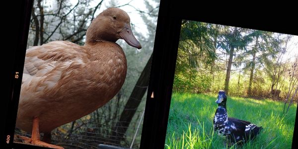 Two ducks, one buff and one black-and-white, in different outdoor settings.