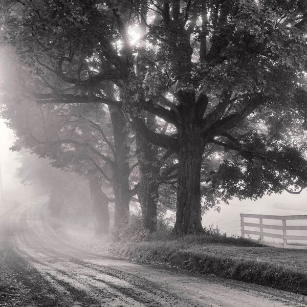 Foggy country road lined with large trees and a fence.