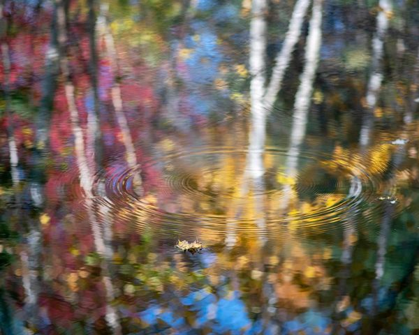 Reflection of trees and colorful foliage on water with ripples.
