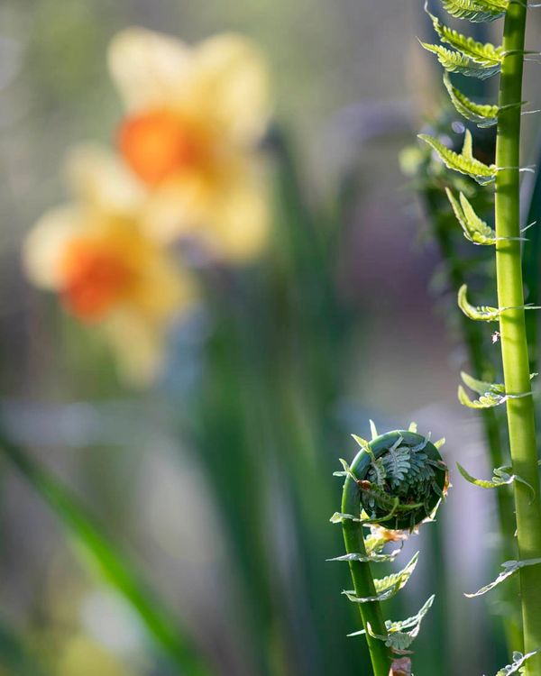 Close-up of a fern fiddlehead with blurred flowers in the background.