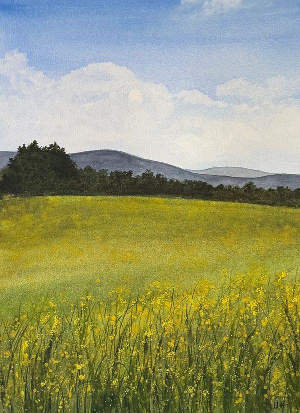A field of yellow flowers under a blue sky with distant hills.