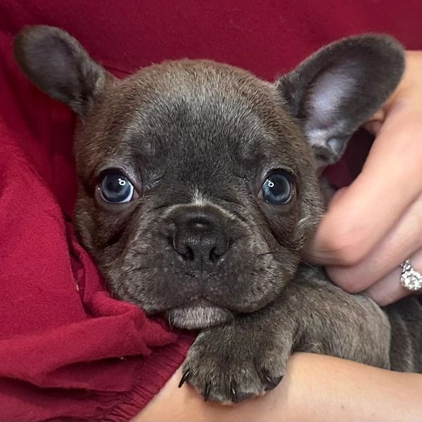 Bengals and Bullies - French Bulldog Breeder, French Bulldog Puppies