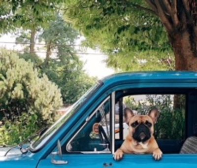 French Bulldog Puppies for sale