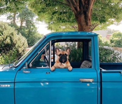 French Bulldog Puppies for sale in New Jersey