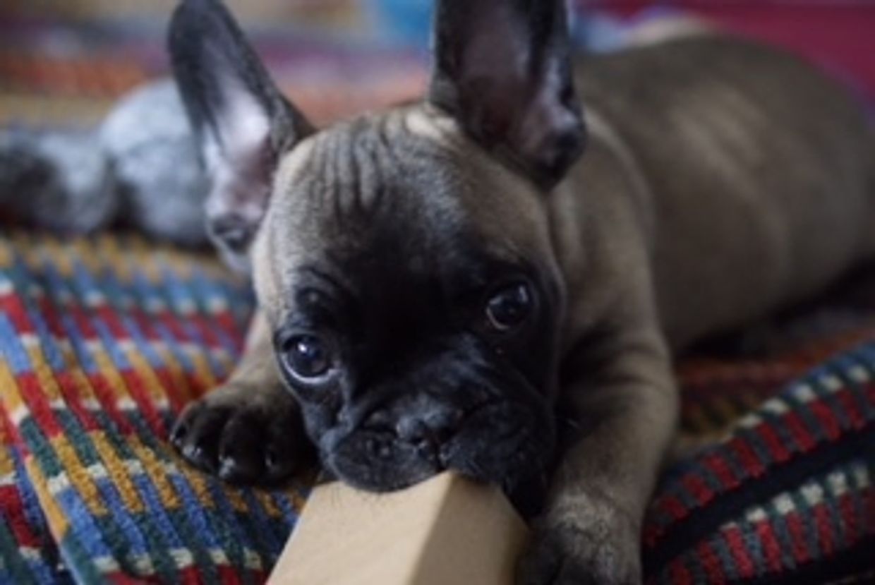 French Bulldogs for sale in New York