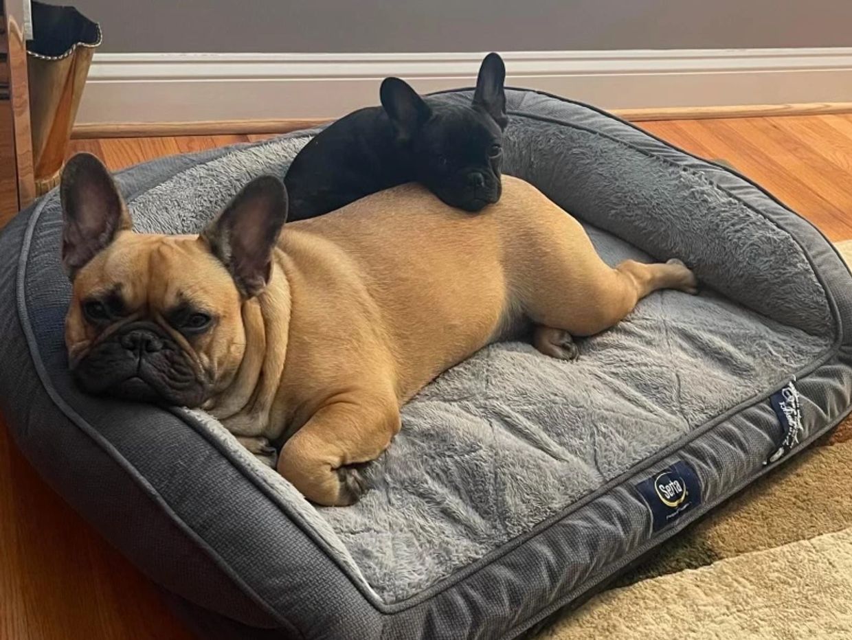 French Bulldog puppies for sale in Maryland