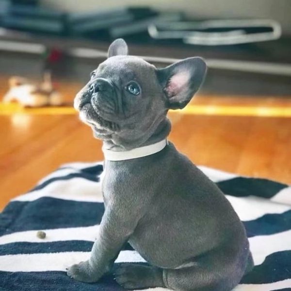 French Bulldog Puppies for sale